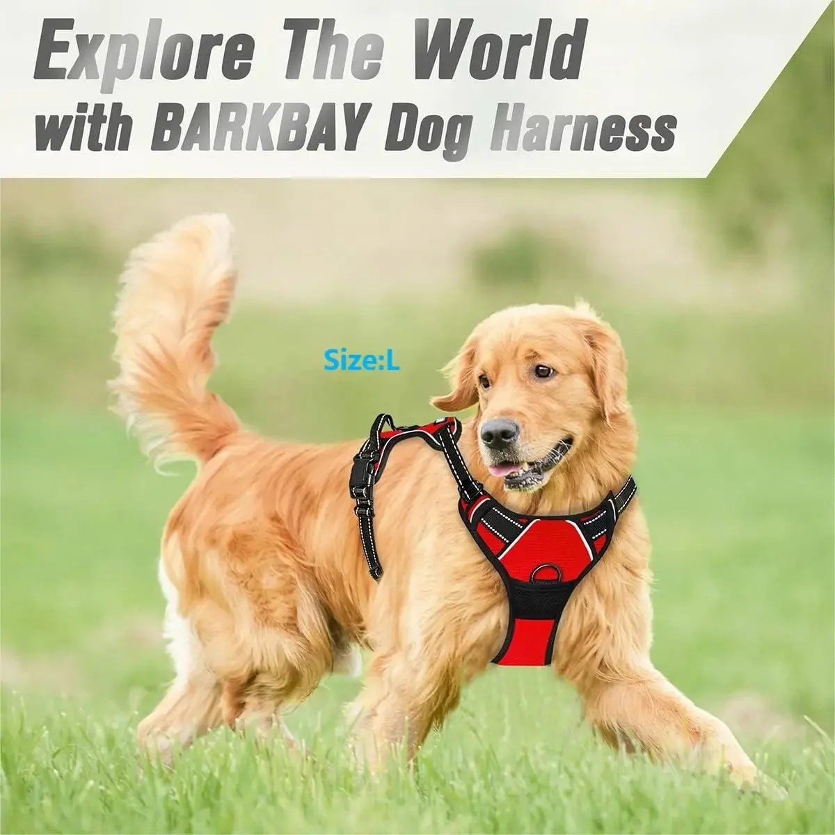 Petflx WalkSet